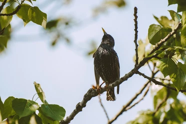Star Vogel