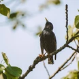 Star Vogel