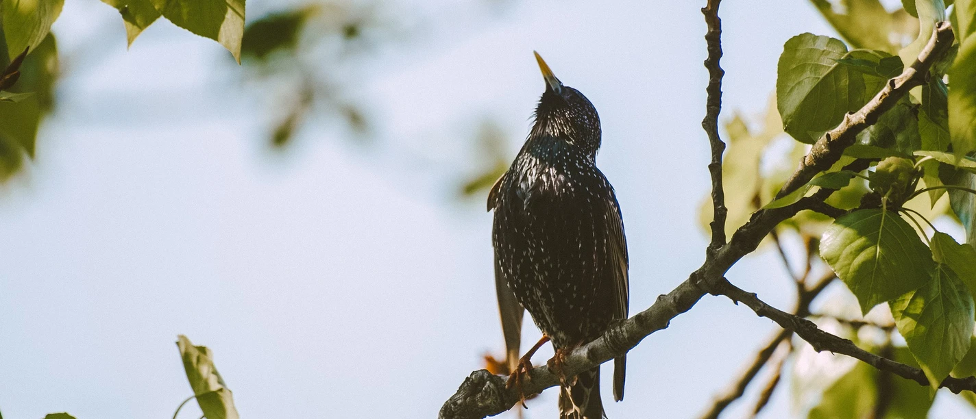 Star Vogel