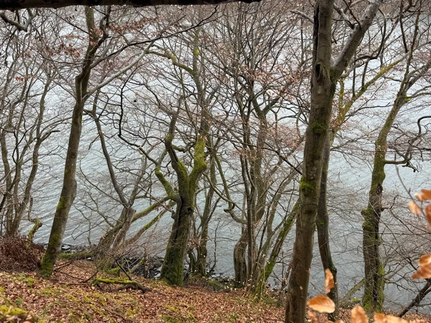 Bäume am Affolderner See