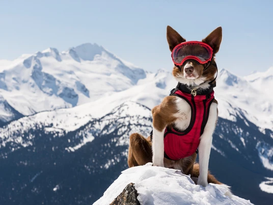 Superpower Dogs Filmtheater