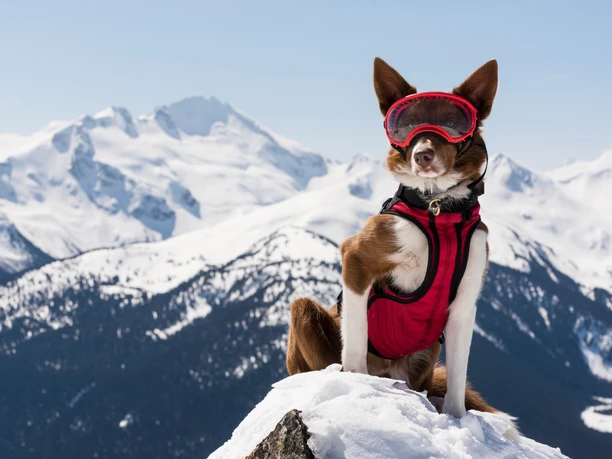 Superpower Dogs Filmtheater