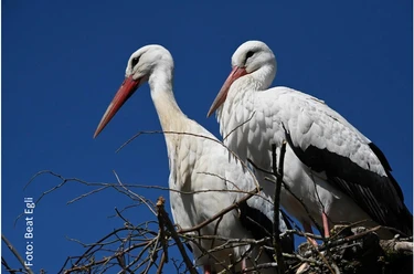 Storch