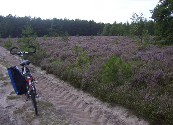 Durch Heide und Wald - (c) Jürgen Theiner.jpg