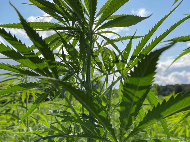 hanflabyrinth-bauernhof-menke.jpg Grüne Hanfpflanze vor blauem Himmel mit weißen Wolken im Hanflabyrinth.