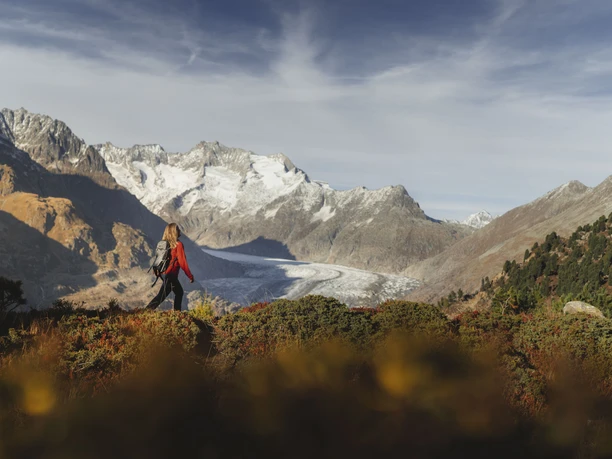 Une vue à couper le souffle sur le glacier Lors d'une randonnée dans l'Aletsch Arena, une femme se promène le long de buissons automnaux, en gardant toujours un œil sur l'immense courant de glace.