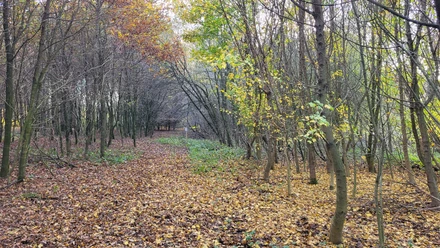 Schulwald, Sögel ©Naturpark Hümmling (2).jpg