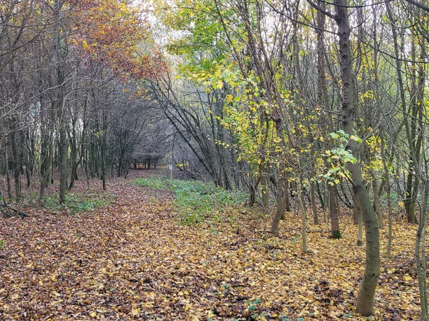Schulwald, Sögel ©Naturpark Hümmling (2).jpg