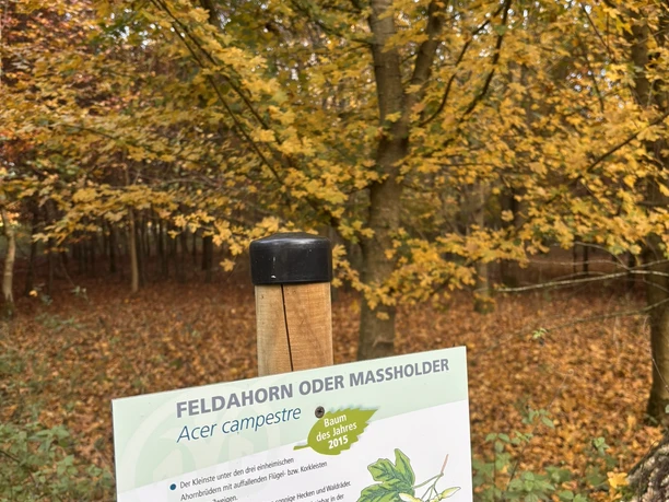 Schulwald, Sögel ©Naturpark Hümmling (4).JPEG