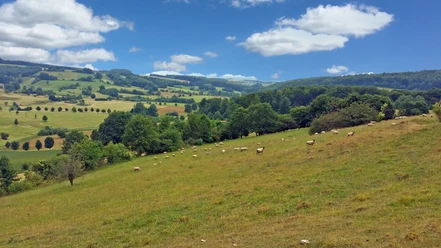 Karstlandschaft mit Schafsherde