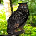 Wald-Vogelstation-Osterode-Eule