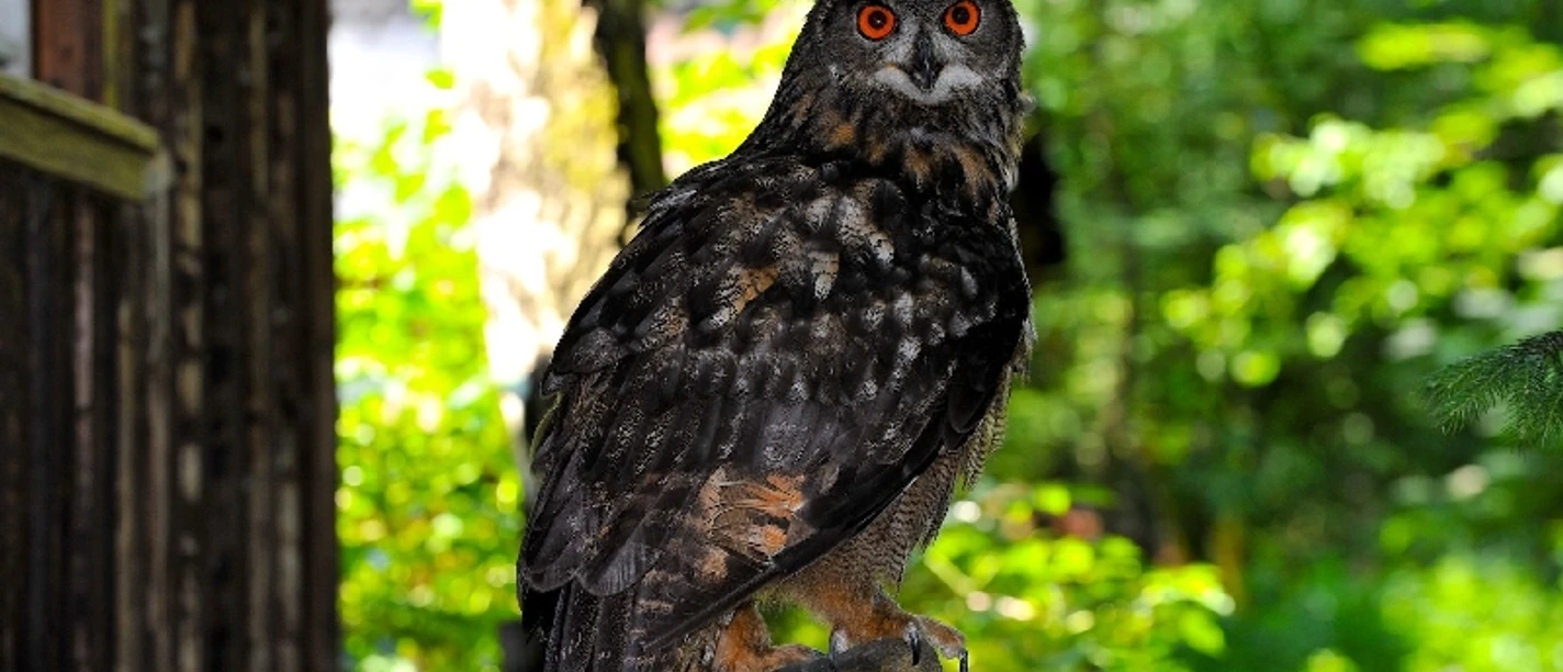 Wald-Vogelstation-Osterode-Eule
