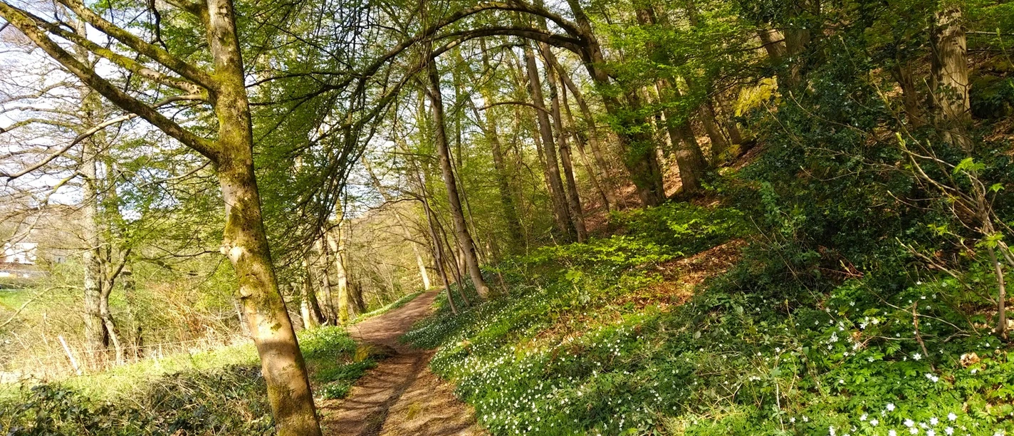 After Work: Achtsames Wandern im Rotthäuser Bachtal Ein schattiger Waldpfad schlängelt sich durch üppiges Grün und weiße Frühlingsblumen im Rotthäuser Bachtal.