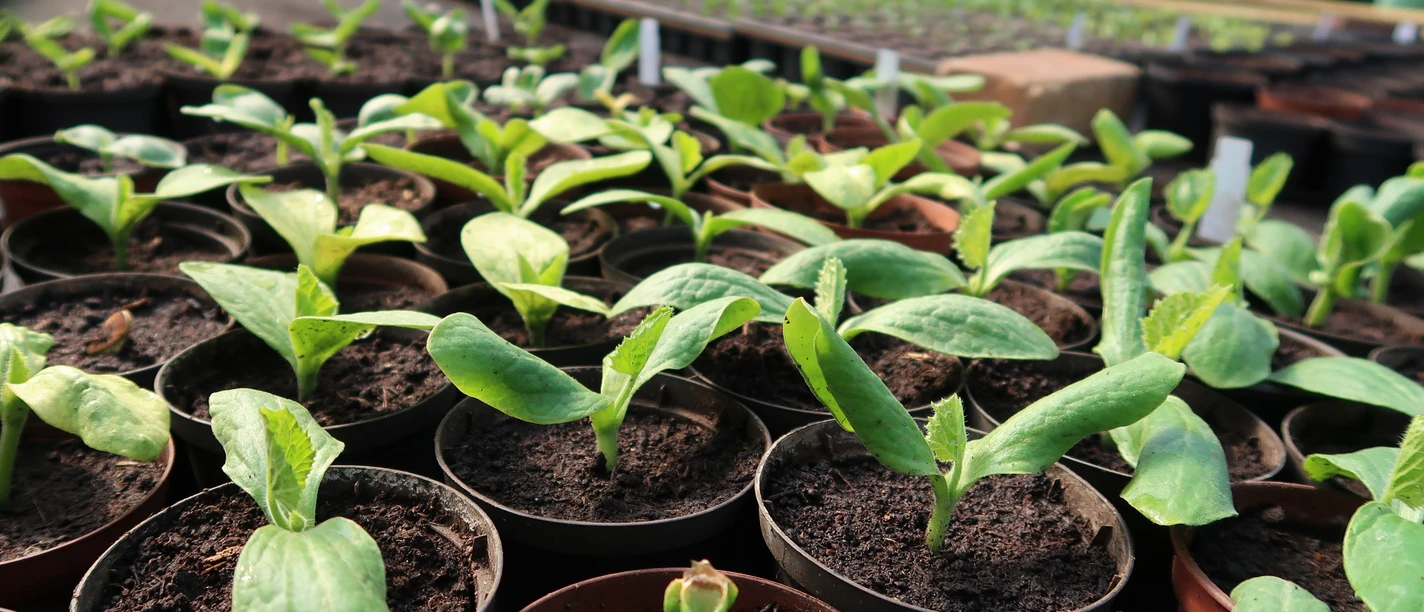 Pflanzentauschbörse (2).JPG