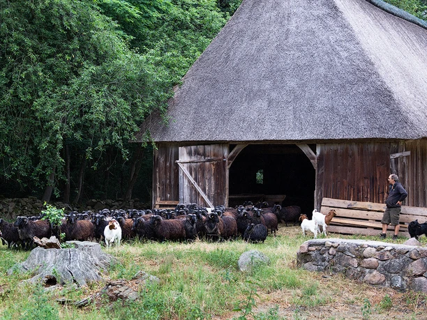 Rendezvous auf dem Heidschnuckenhof Niederohe