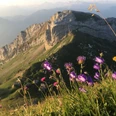 Alpenblumen auf dem Blumenpfad zwischen zwischen Pilatus-Kulm und Tomlishorn.