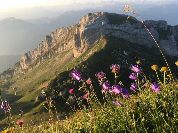 Alpenblumen auf dem Blumenpfad zwischen zwischen Pilatus-Kulm und Tomlishorn.
