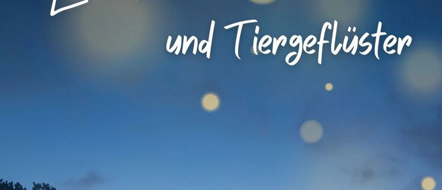 Dunkle Bäume beim Sonnenuntergang