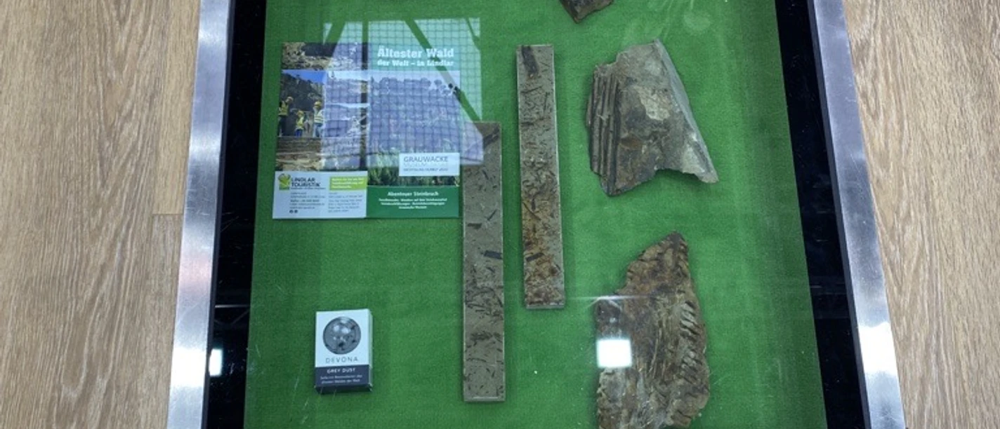 Fototest Bodenvitrine mit Fossilien, Gesteinen und Infomaterial auf grünem Untergrund