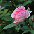 heungsoon-rose-7204575_1280.jpg