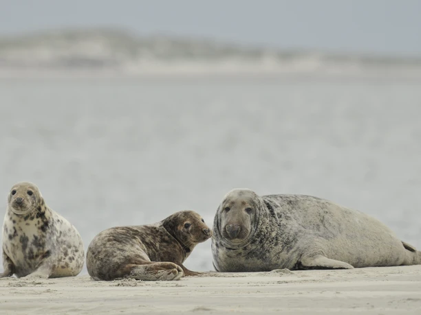 Kegelrobben auf einer Sandbank Eine Kegelrobbe liegt mit zwei Jungtieren auf einer Sandbank