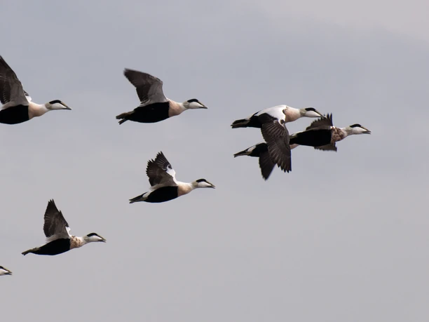 Eiderente Eiderenten fliegen in Formation