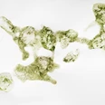 Julian Walss:Algae compositon, 2025 © Künstler