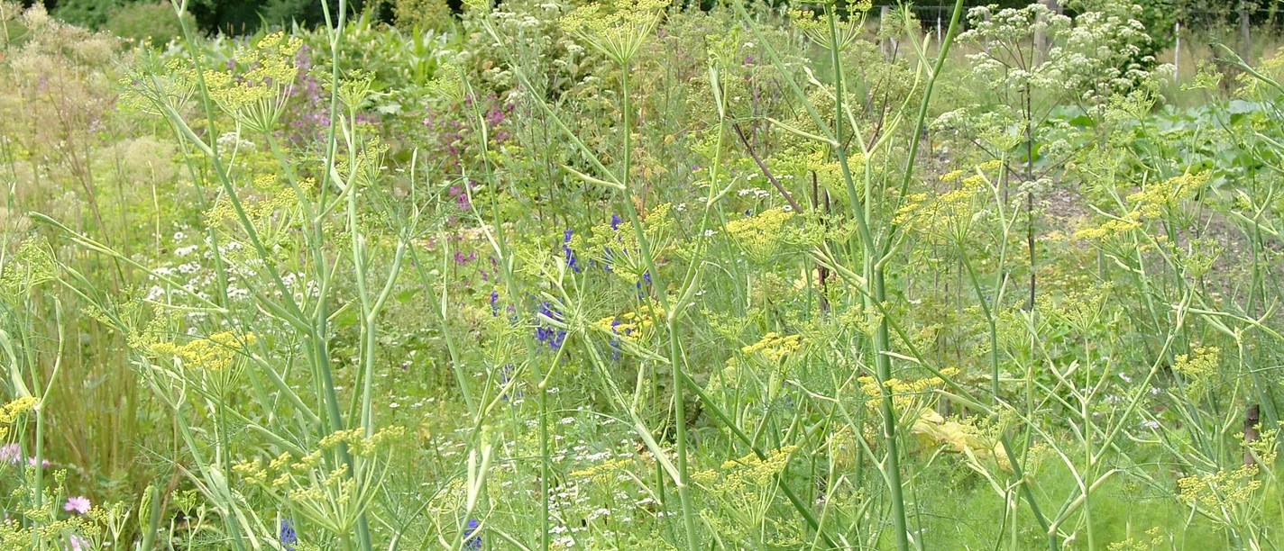 Wiese, Kräuter, Gräser, Wald