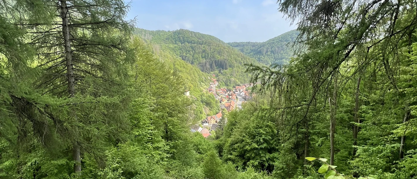 Zorger Wald mit Talblick