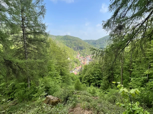 Zorger Wald mit Talblick