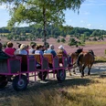 kutschfahrt-lueneburger-heide.jpg Kutsche mit Urlaubern fährt auf Kopfsteinpflaster durch die blühende Lüneburger Heide.