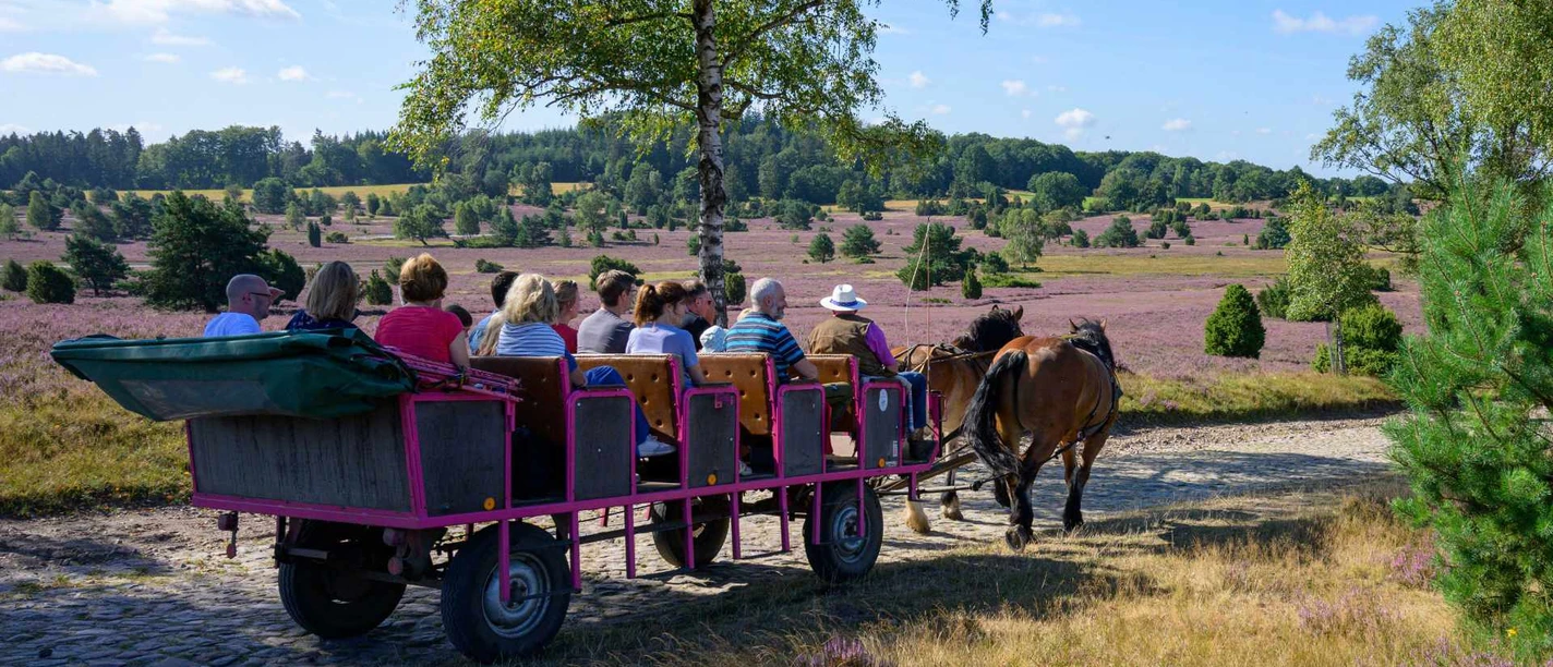 kutschfahrt-lueneburger-heide.jpg Kutsche mit Urlaubern fährt auf Kopfsteinpflaster durch die blühende Lüneburger Heide.