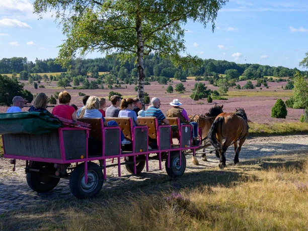 kutschfahrt-lueneburger-heide.jpg Kutsche mit Urlaubern fährt auf Kopfsteinpflaster durch die blühende Lüneburger Heide.
