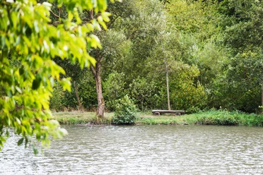 Ruhe genießen am Seeufer Sie sehen eine Bank an einem baumbestandenen Ufer, direkt am ruhigen Wasser des Silbersees.