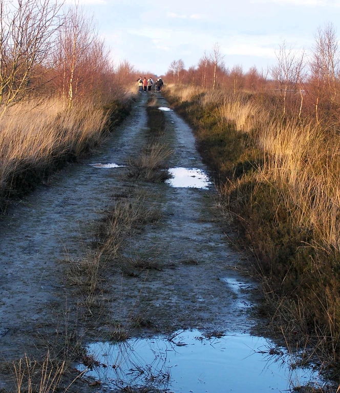 Ein Weg durch das Hochmoor © H. H. Bechtluft.jpg