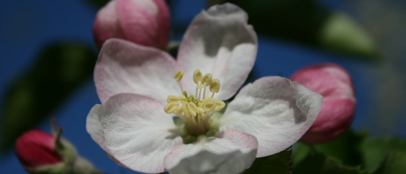 Farben des Frühlings - Kopie