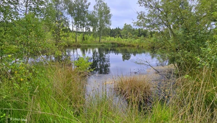 Federbruchmoor bei Holzhausen im Reinhardswald