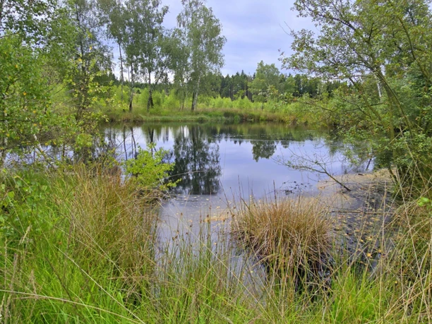 Federbruchmoor bei Holzhausen im Reinhardswald