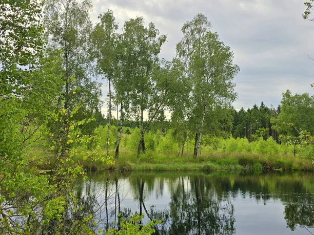 Federbruchmoor im Reinhardswald