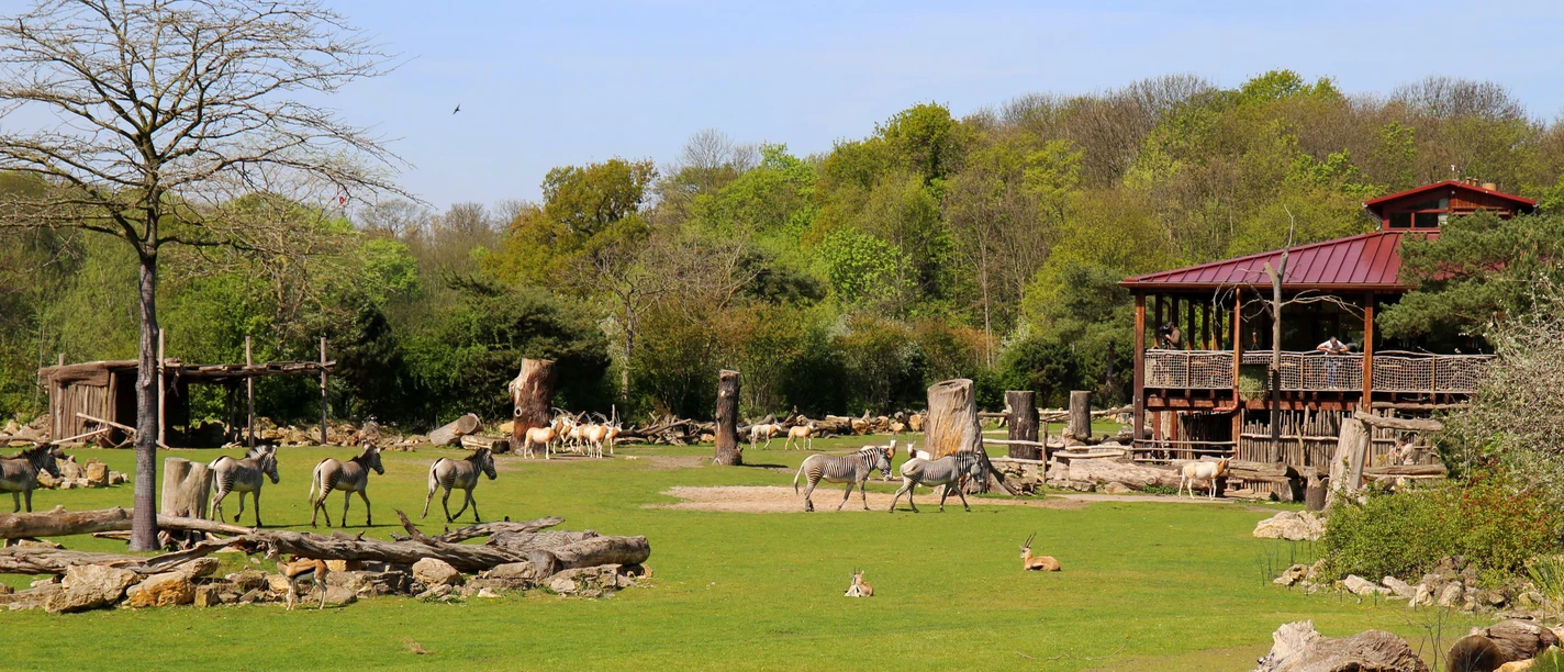 Kiwara Lodge - Gastronomy at Leipzig Zoo View of the Kiwara Savannah with African animals at Leipzig Zoo and the Kiwara Lodge restaurant.