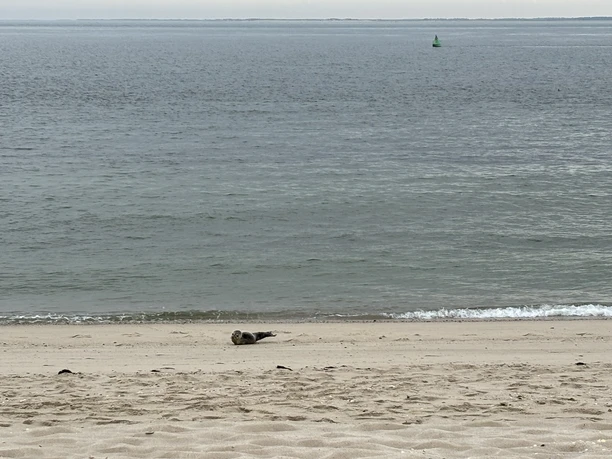Bitte Abstand halten: Heuler am Ellenbogenstrand