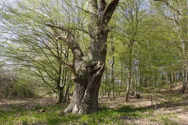 Eiche_Naturpark Lauenburgische Seen.JPG
