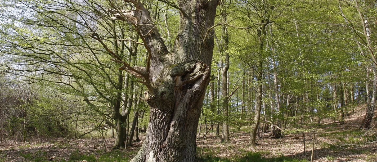 Eiche_Naturpark Lauenburgische Seen.JPG