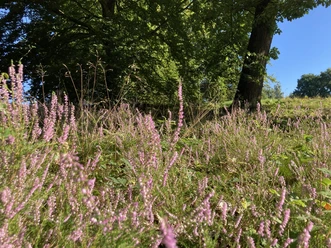 Heide - Termenei bei Wilhelmshausen