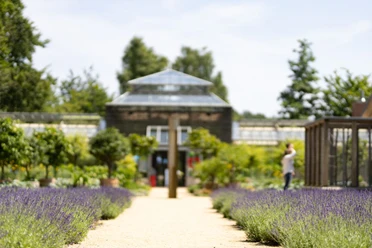 Botanischer Garten Lavendelbeete säumen einen Weg zum Pavillon im Botanischen Garten, Besucherin riecht an Blüten
