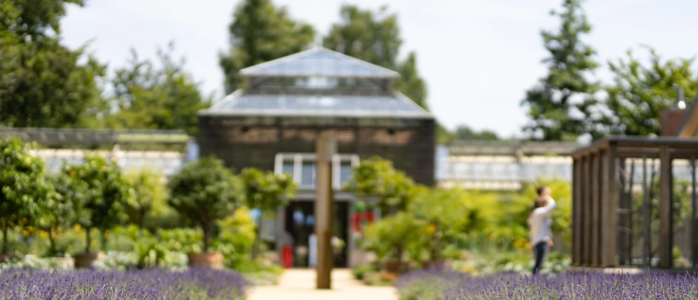 Botanischer Garten Lavendelbeete säumen einen Weg zum Pavillon im Botanischen Garten, Besucherin riecht an Blüten