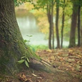 Waldspaziergang Moosbedeckter Baumstamm im Herbstwald mit See im unscharfen Hintergrund. Entdecke die reine Natur.