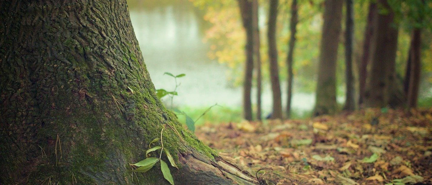 Waldspaziergang Moosbedeckter Baumstamm im Herbstwald mit See im unscharfen Hintergrund. Entdecke die reine Natur.