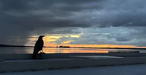 Steinhuder_Meer_düster_mit_Möwe_1772573312.jpeg Dunkle Vogelsilhouette am Steinhuder Meer vor leuchtendem Abendrot und schweren Wolken.