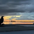 Steinhuder_Meer_düster_mit_Möwe_1772573312.jpeg Dunkle Vogelsilhouette am Steinhuder Meer vor leuchtendem Abendrot und schweren Wolken.